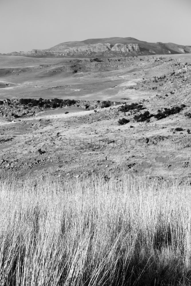 dune landscape Nature