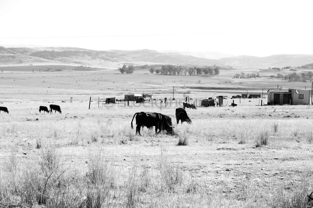 Similar – cows Nature Landscape