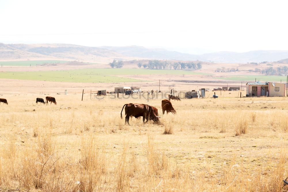 Similar – Beautiful landscape with wild horses