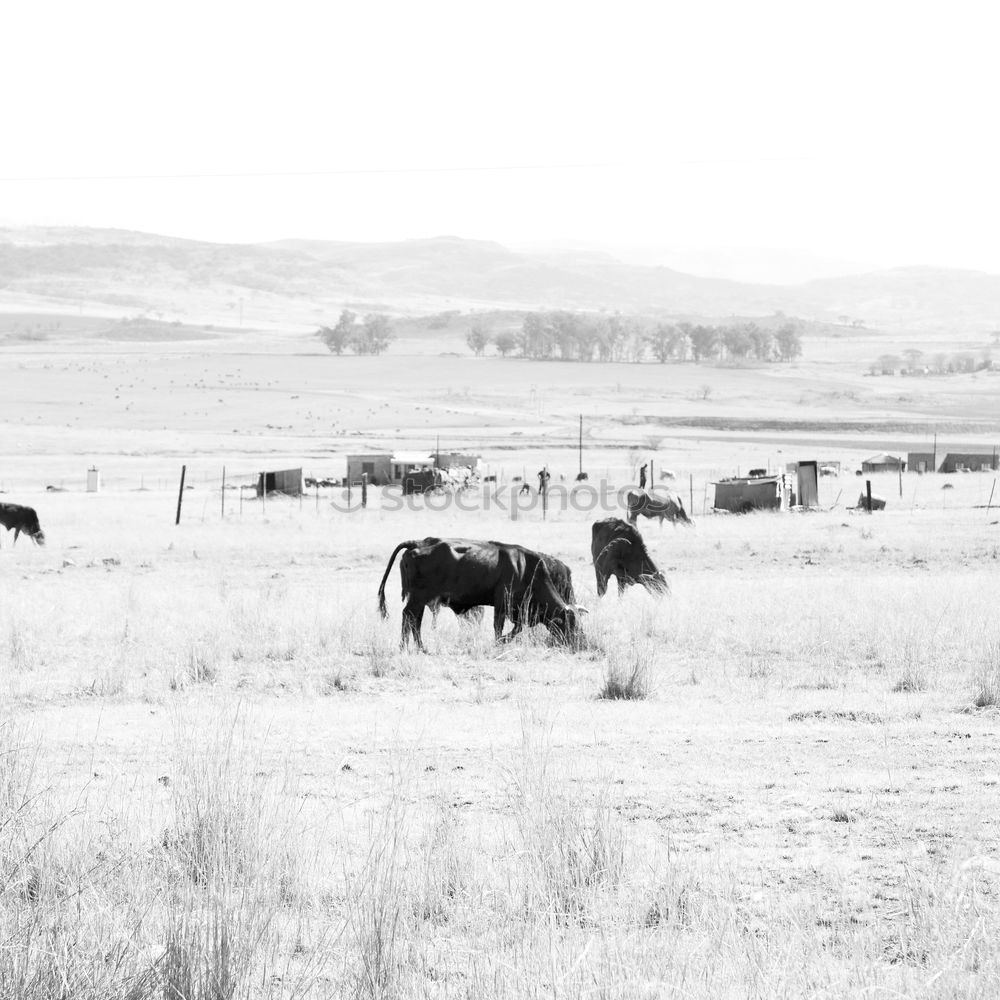 Similar – cows Nature Landscape