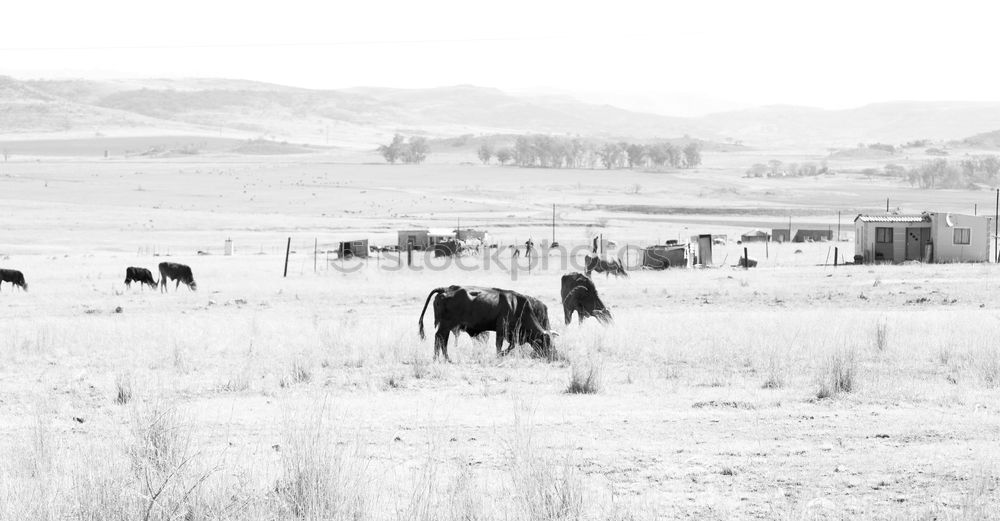 cows Nature Landscape