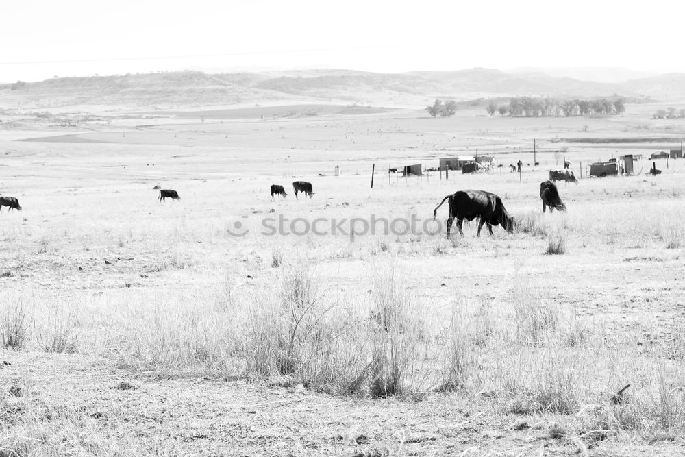 Similar – cows Nature Landscape