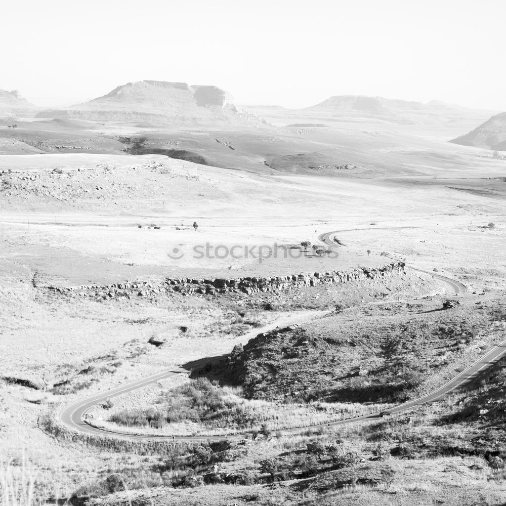 Similar – Image, Stock Photo Sheep walking on the road