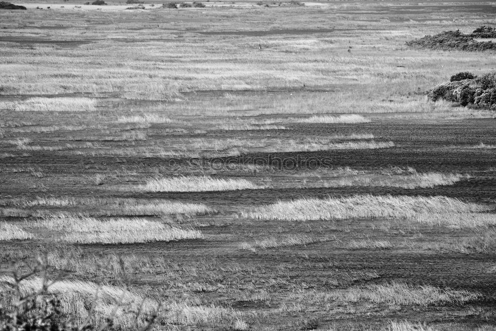 Similar – mudflat landscape