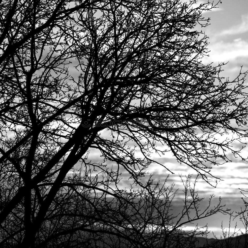 Similar – Image, Stock Photo windswept Landscape