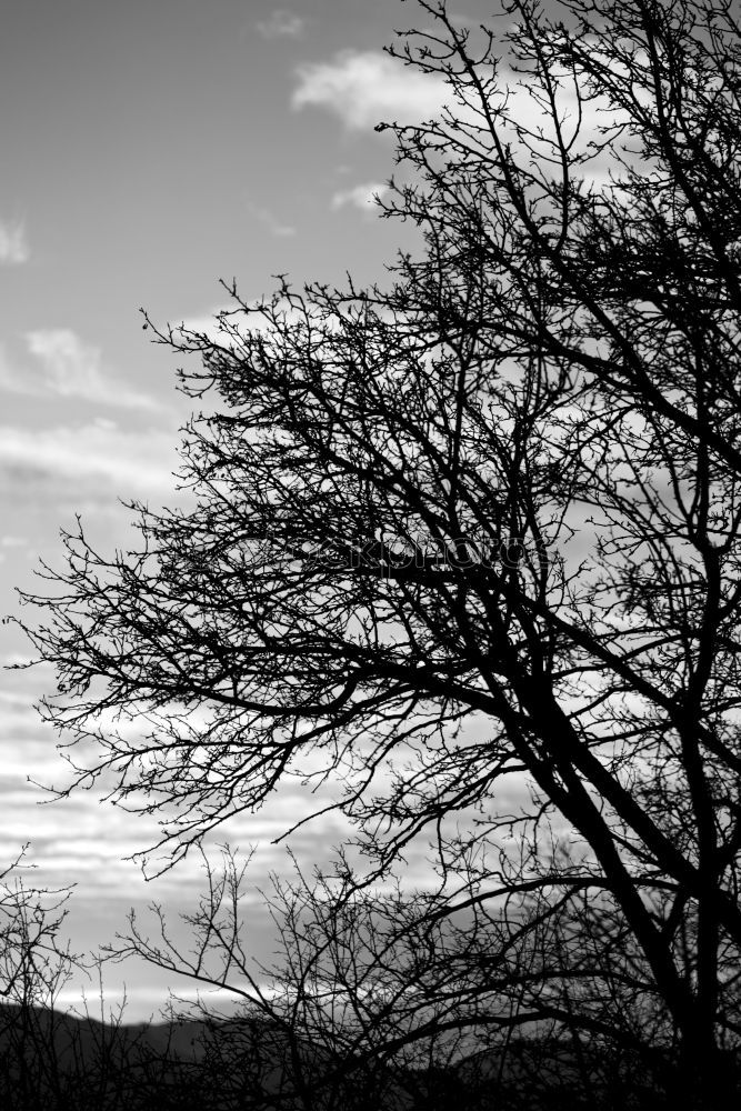 Similar – Image, Stock Photo autumn walk Environment