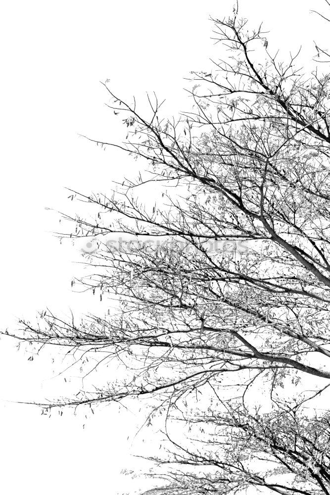Similar – Image, Stock Photo shadow play Nature