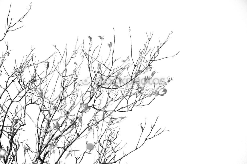 Similar – Image, Stock Photo birch forest Environment
