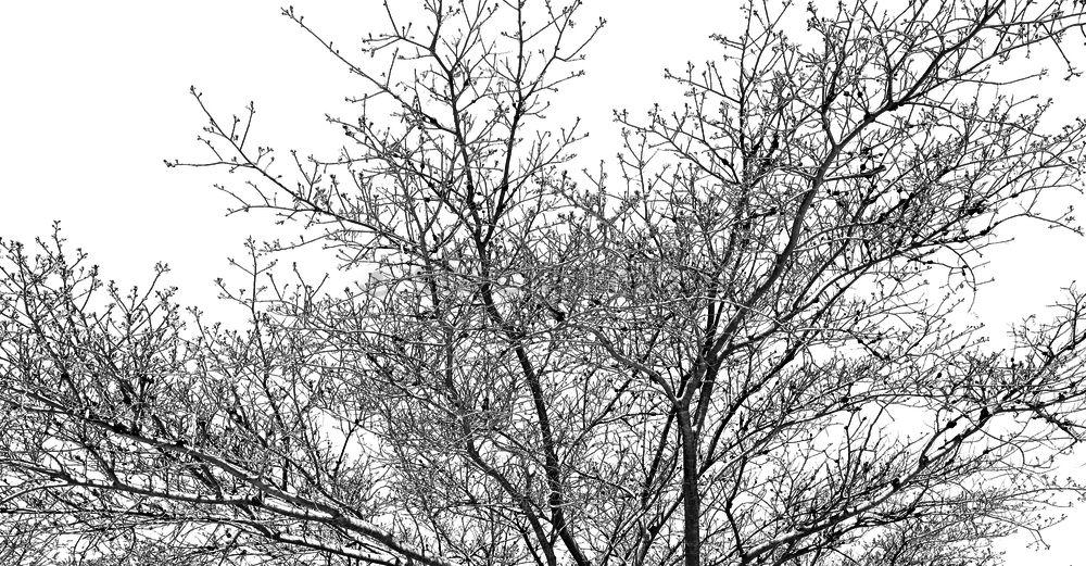 Similar – Image, Stock Photo tree and container