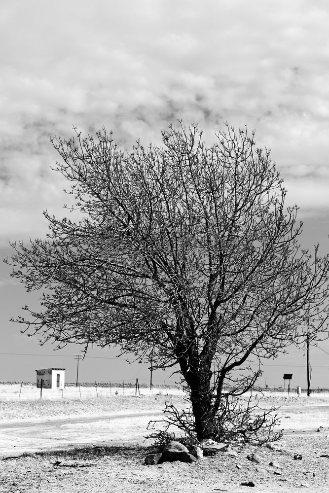 Similar – Foto Bild Kahler Baum am Straßenrand vor Winterhimmel