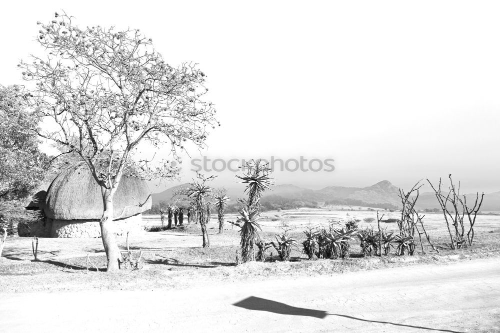 Similar – Foto Bild landscape Baum Wiese Natur