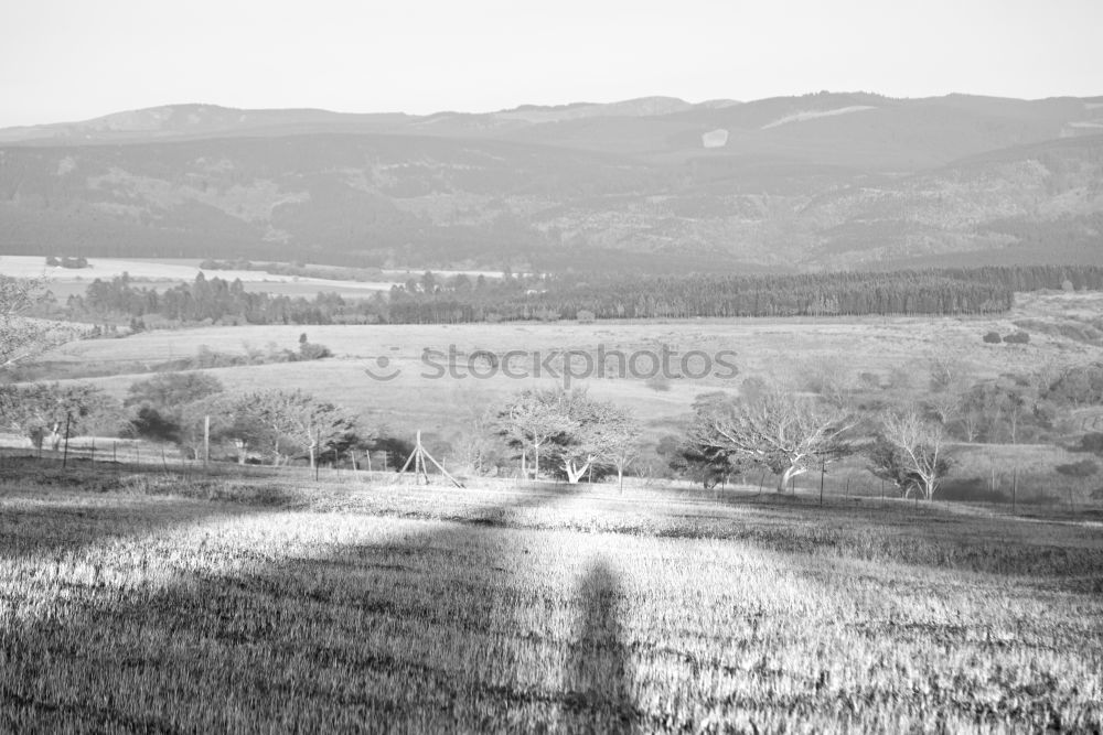 Similar – Image, Stock Photo the House of Cypresses