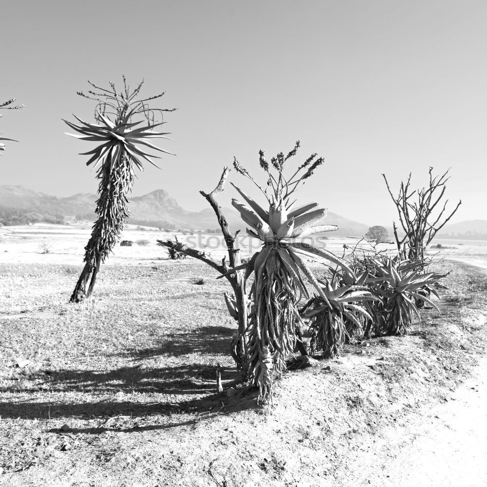 Similar – Dead Vlei Desert Tree