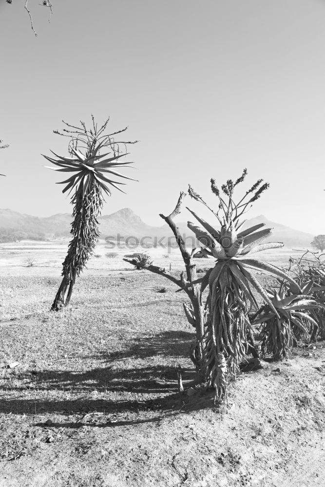 Similar – Venice Beach II Palm tree