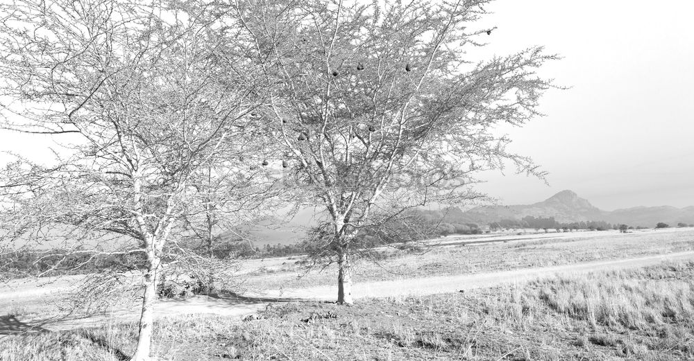 Similar – Foto Bild Kreis der Bäume Baum Wald