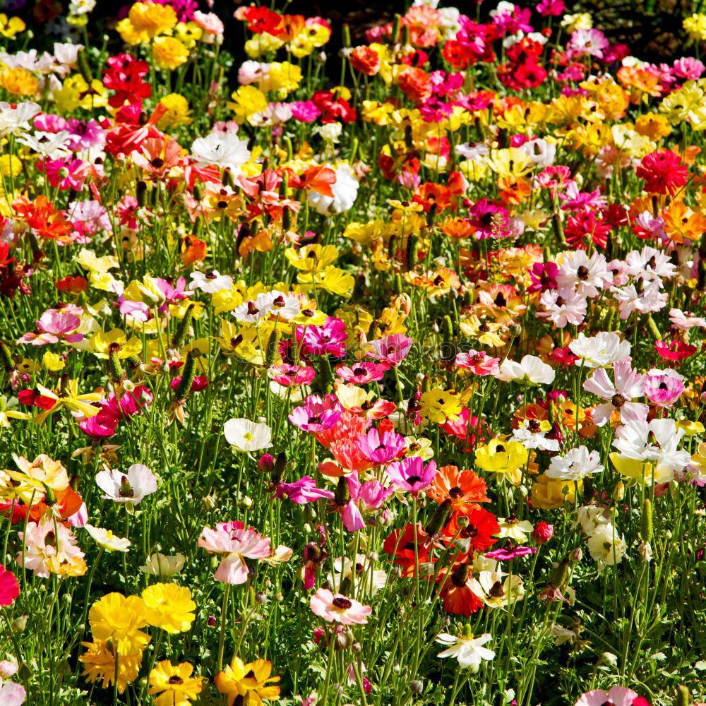Similar – Image, Stock Photo motley flower bed flowers