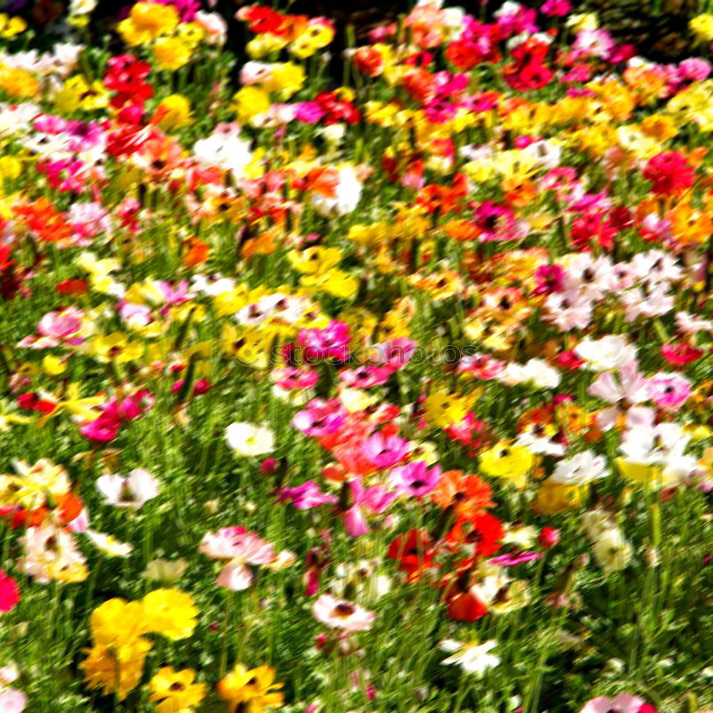 Image, Stock Photo motley flower bed flowers