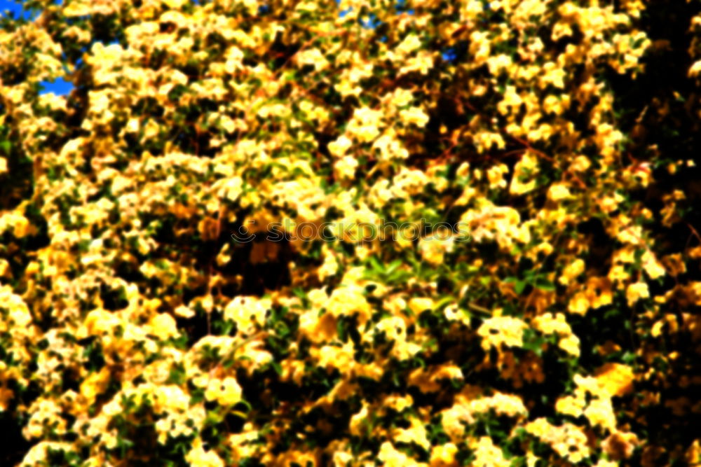 Similar – Foto Bild Blaubeeren Blatt grün