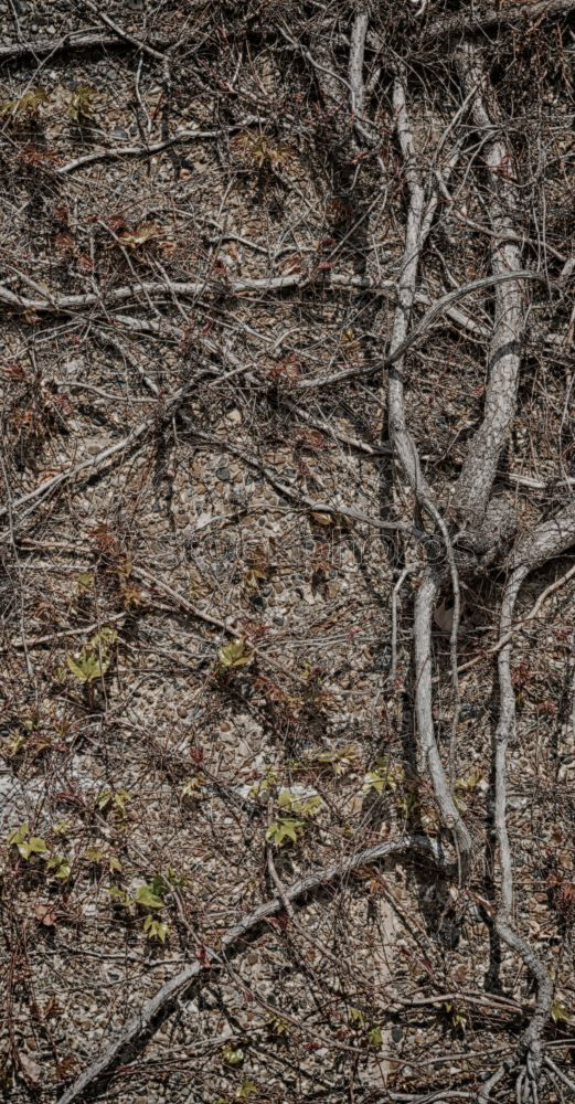 Similar – Image, Stock Photo wood texture Garden Spring