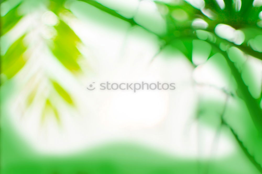 Foto Bild diving under my grass tief