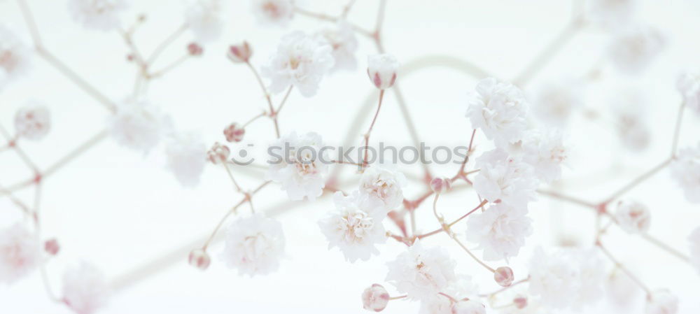 Similar – Foto Bild Secret November I Pflanze