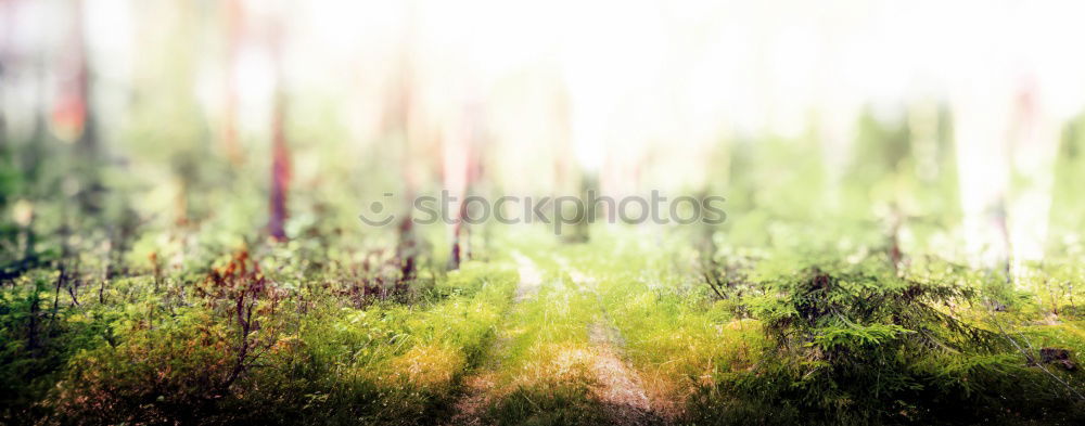 Similar – Image, Stock Photo Nothing going on without moss III