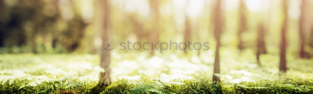 Similar – Image, Stock Photo little trees Plant Leaf