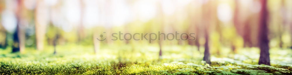 Image, Stock Photo hansguckindieluft