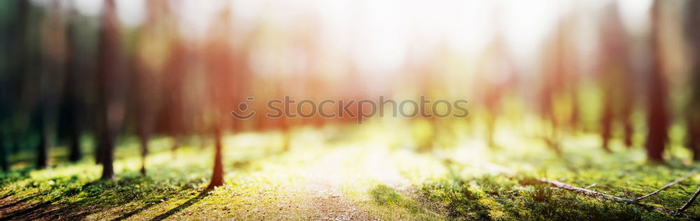 Similar – Image, Stock Photo forests Environment Nature