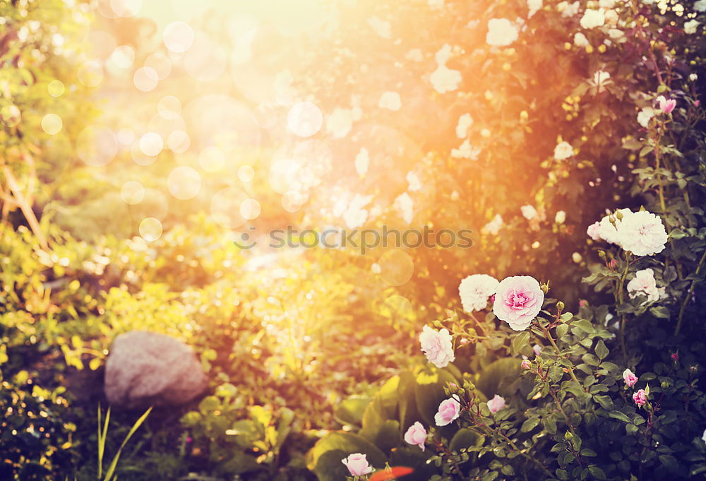 Similar – Image, Stock Photo Autumn garden with colorful flowers and shrubs