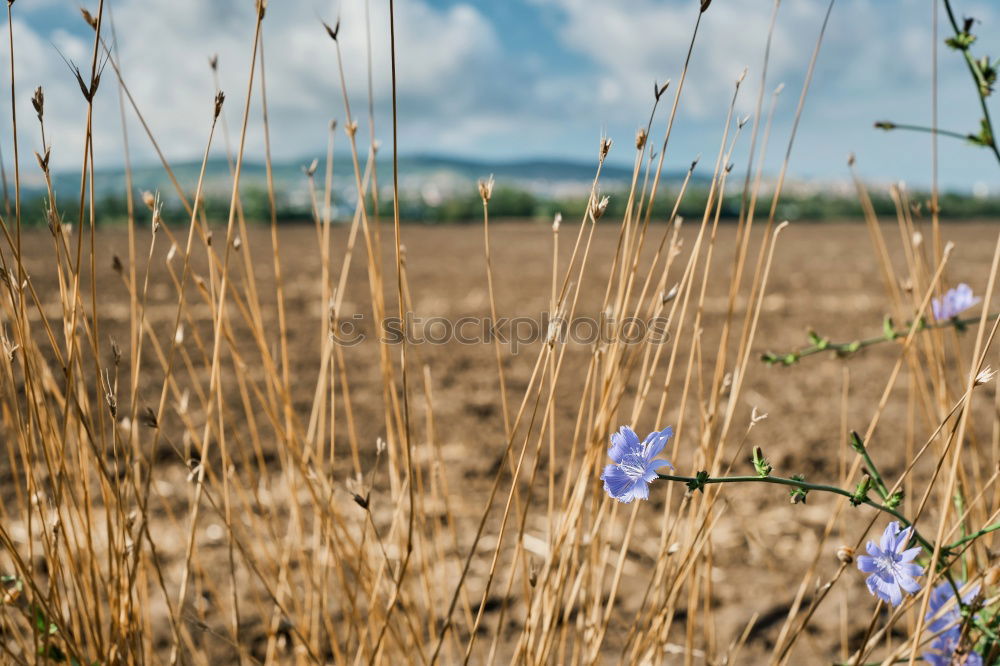 Similar – Image, Stock Photo what’s growing on the side of the road?