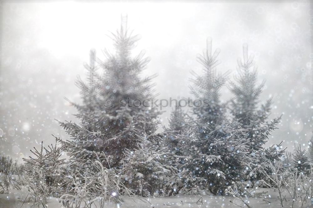 Image, Stock Photo Spruce snow at night