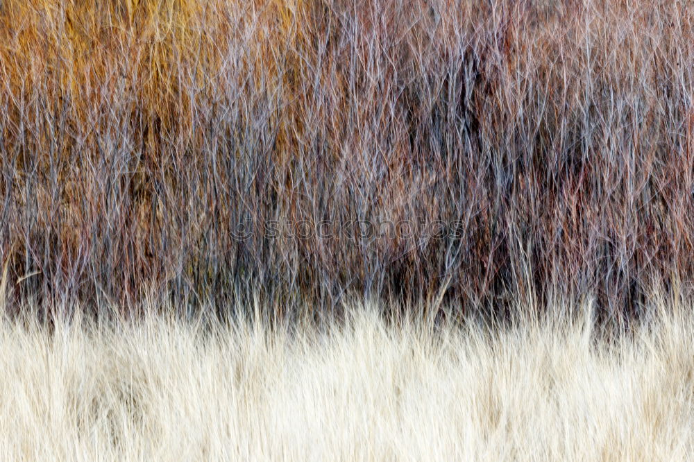 Similar – Image, Stock Photo All right, reeds.