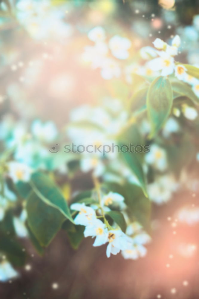 Image, Stock Photo Summer Garden with flower bed