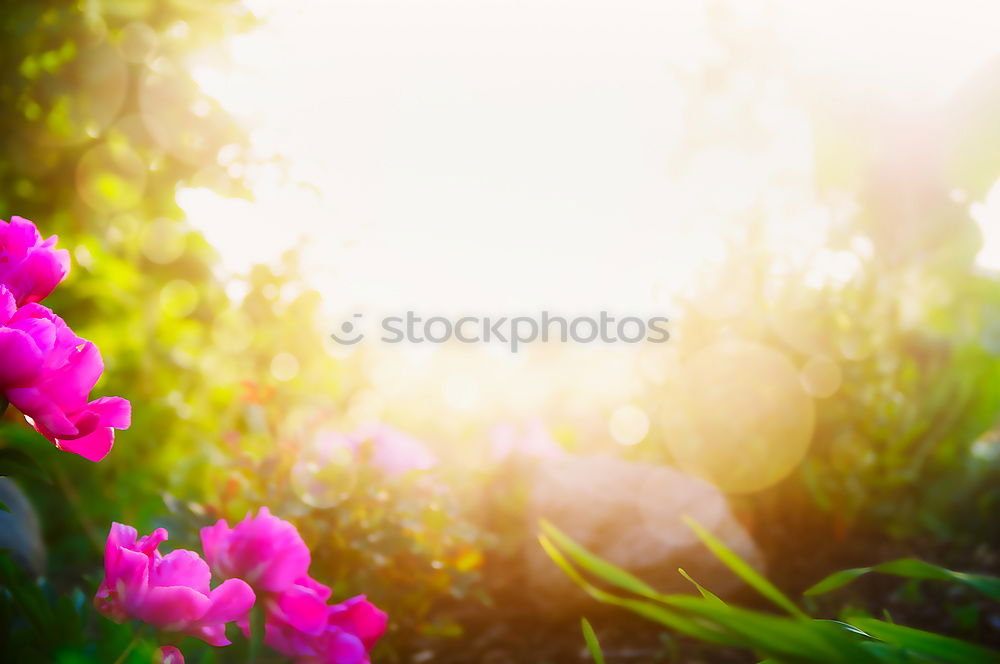 Image, Stock Photo Beautiful balcony flowers