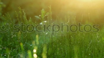 Similar – Beautiful green grass in the morning with dew water