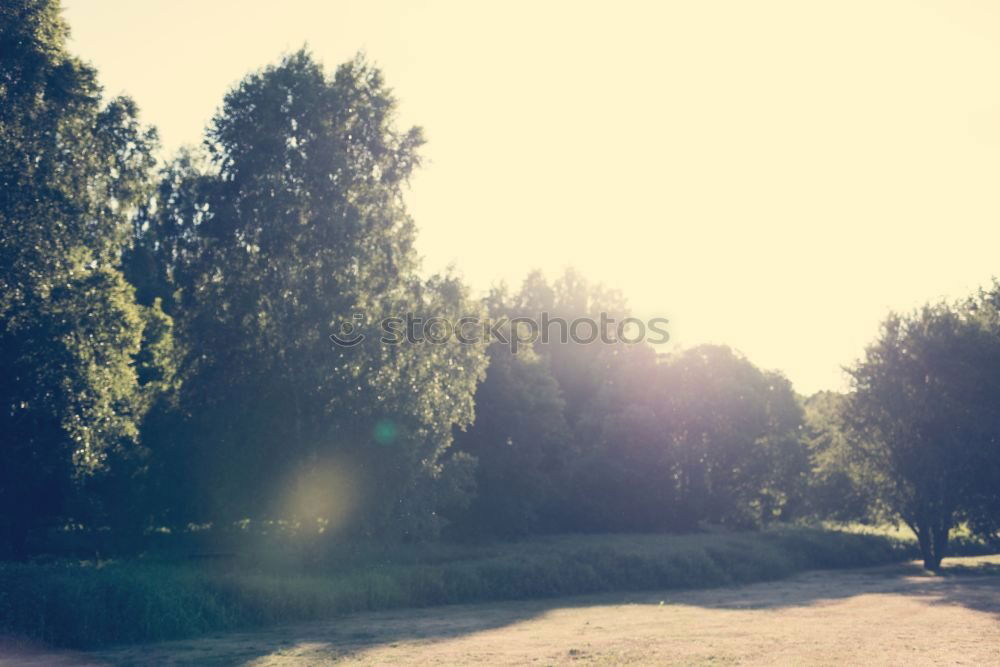 Similar – Image, Stock Photo Park with sunshine Summer