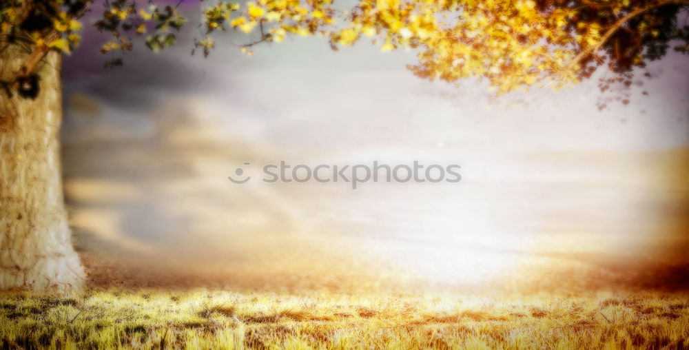 Similar – Image, Stock Photo Sunset in Baden Tree