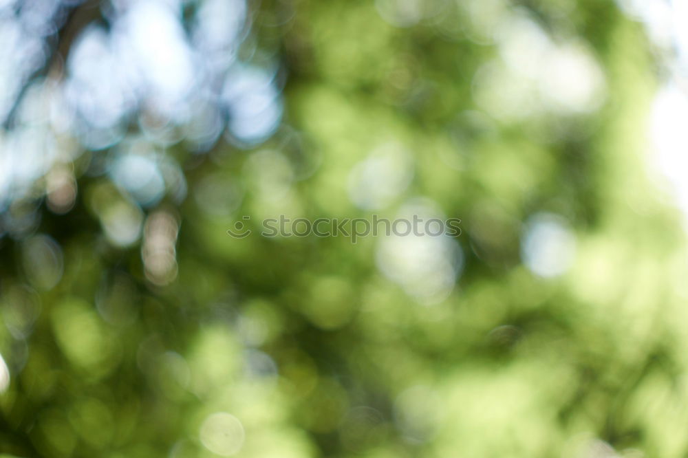 Image, Stock Photo foliage Newspaper