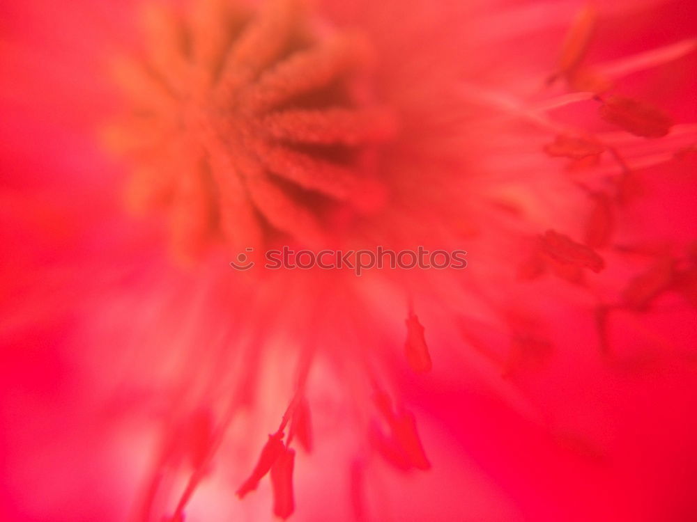 Similar – Image, Stock Photo rose red Life Harmonious