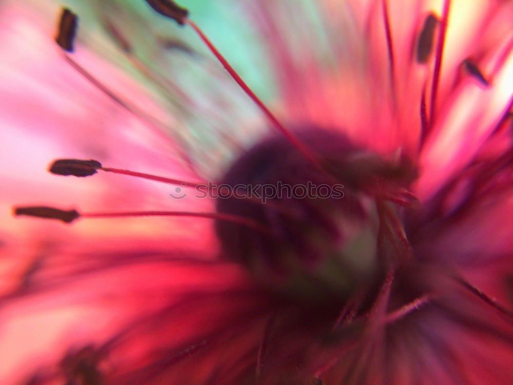 Similar – Image, Stock Photo Pink beauty | blossom | flamenco!