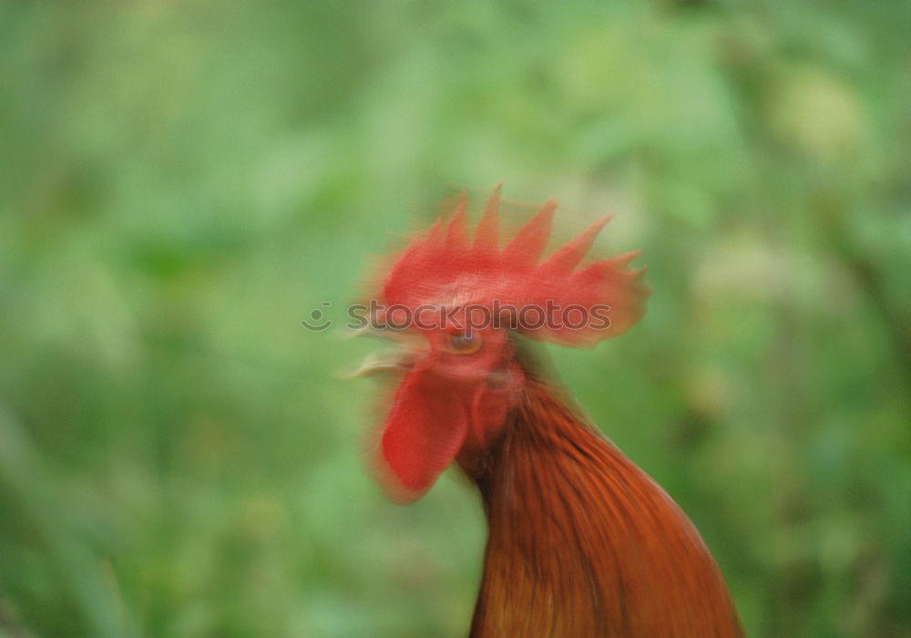 Similar – cockscomb Animal Rooster