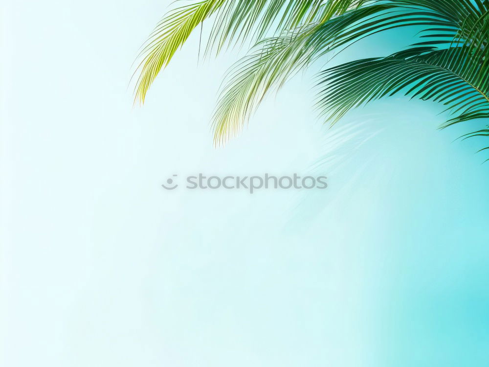 Similar – Background with coconut cocktail