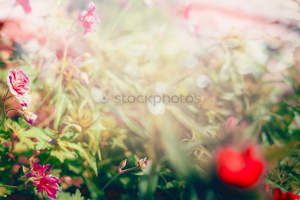 Similar – Image, Stock Photo Beautiful balcony flowers