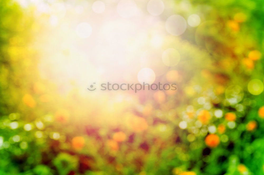 Similar – Image, Stock Photo Autumn background with meadow flowers