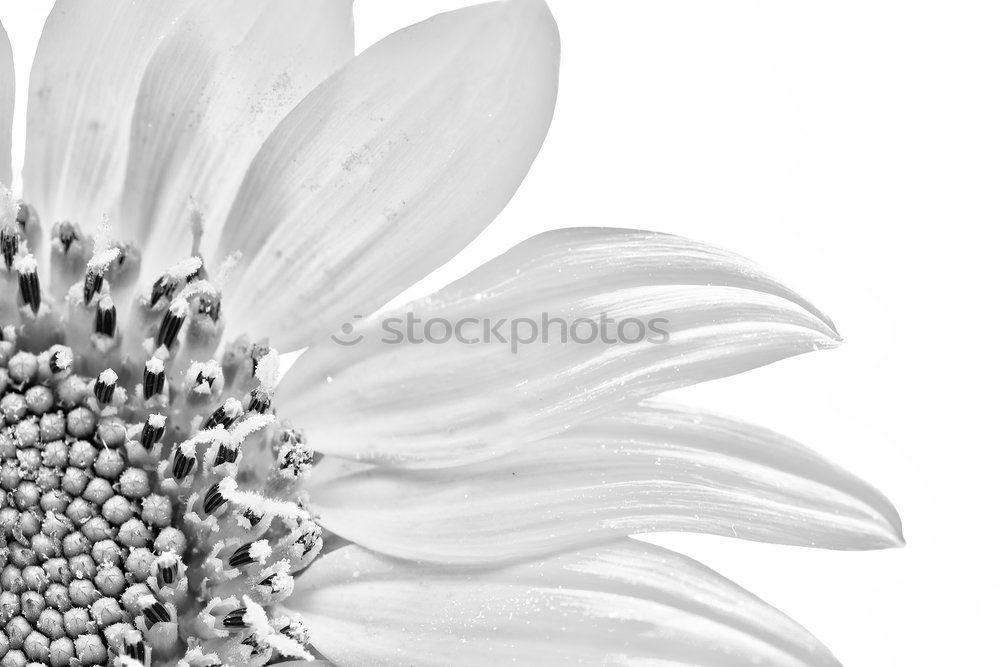 Similar – Helianthus annuus [monochrome]