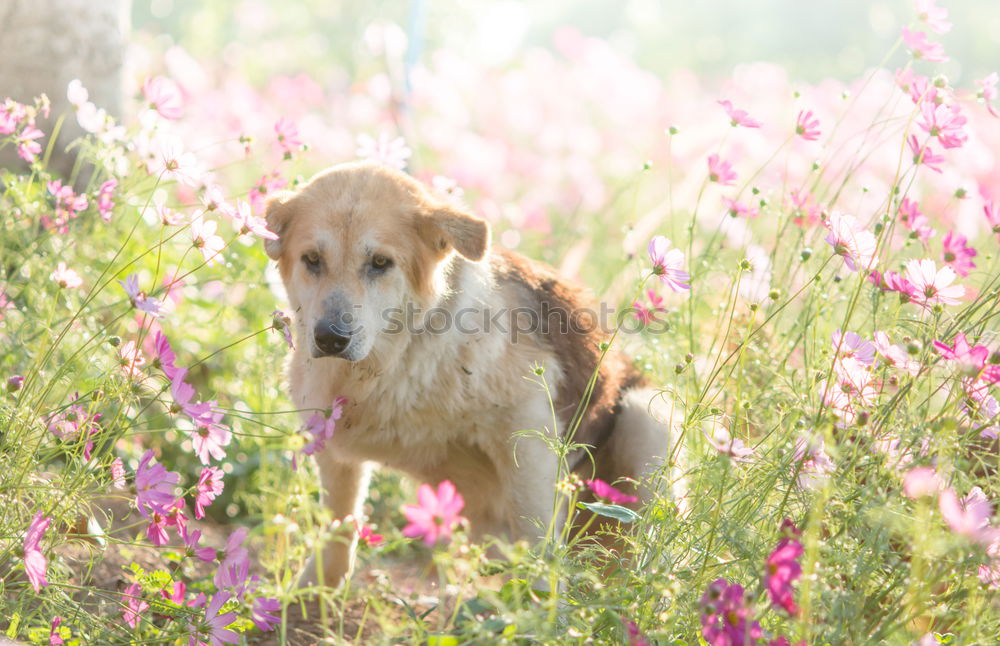 Image, Stock Photo Goldi in the back light.