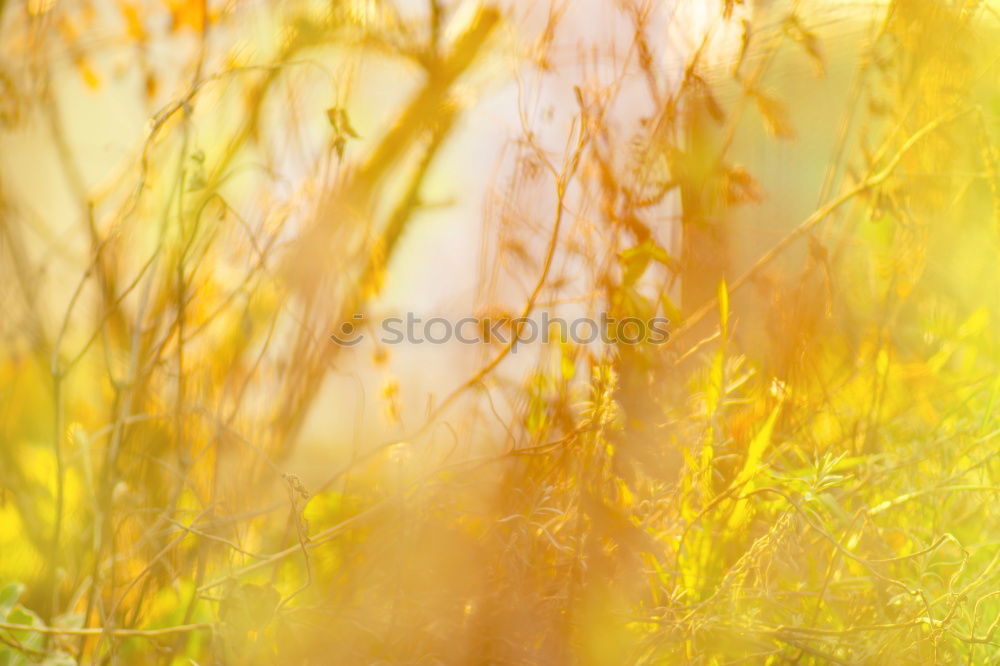 Similar – Image, Stock Photo Meadow in the morning light