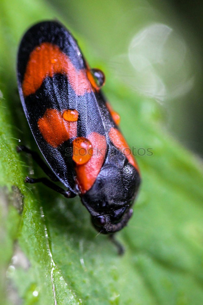 Similar – Liebesspiel rot schwarz