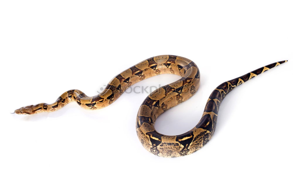 Similar – Image, Stock Photo young meadow viper ready to bite